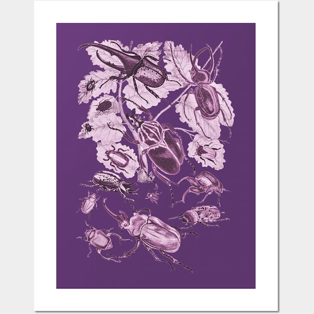 Coleoptera Beetles and Weevils J Mayson Fuchsia Wall Art by Scientistudio